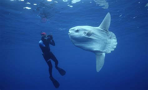 Photos and Video | Ocean Sunfish