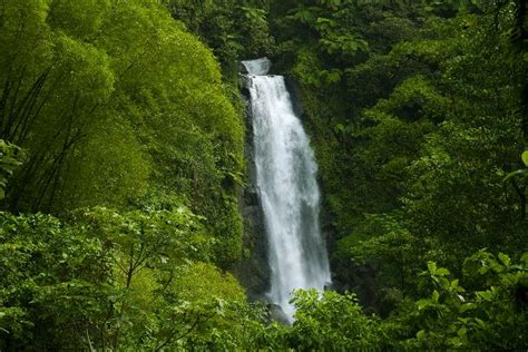 Tropical Rainforest Biome