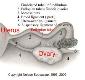 "The Fallopian Tubes" by Dr. Nelson Soucasaux at the Museum of ...