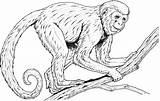 Realistic Monkey Coloring Pages  Home sketch template