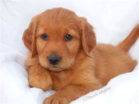 golden retriever colors dark golden puppy - Dina Broyles