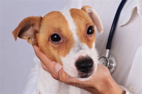 Dog Allergy Testing: Benefits, Types, and Costs | Great Pet Care