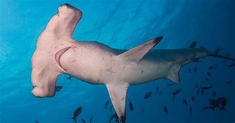 Recreational Fishers Catching More Sharks and Rays | Science | News