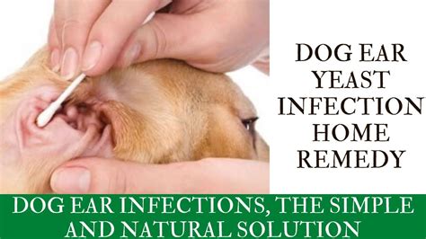 How To Cure Chronic Yeast Infections In Dogs Ears