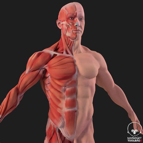 Introducir 106+ imagen modelo 3d anatomia - Abzlocal.mx