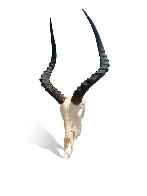 Impala Skull Real African Antelope Horns African Trophy - Etsy