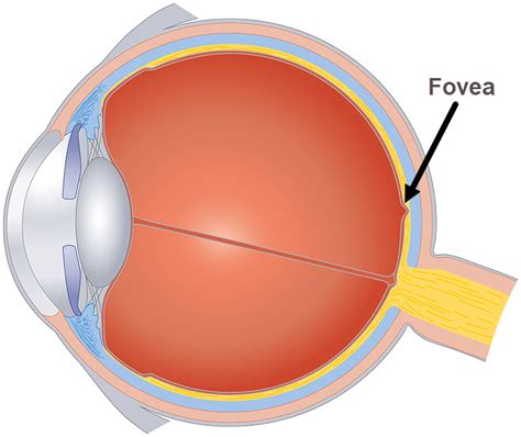 Fovea | Eye Patient