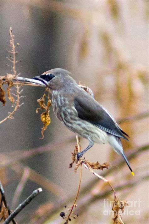 Juvenile Cedar Waxwing Photograph by Deb Kline