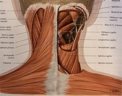 nuchal muscles anatomy Diagram | Quizlet