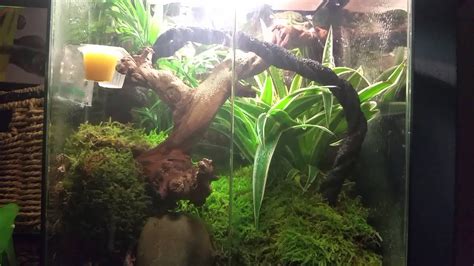 Madagascan Day Gecko Terrarium - YouTube