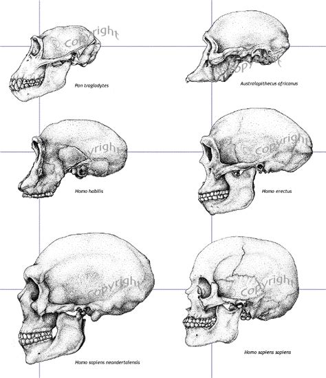 Imagen relacionada | Evolution art, Human evolution, Human fossils