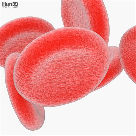 Red Blood Cell 3d Model Labeled