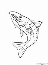 Brook Trout Coloring Page At GetColoringscom  Free Printable sketch template