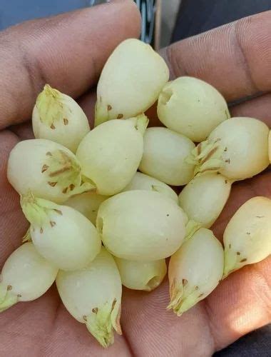 Mahua Flower, Packaging Size: Loose at Rs 60/kg in Kanpur | ID: 2852648741973