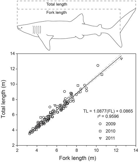 Frontiers | Asymptotic Growth of Whale Sharks Suggests Sex-Specific Life-History Strategies