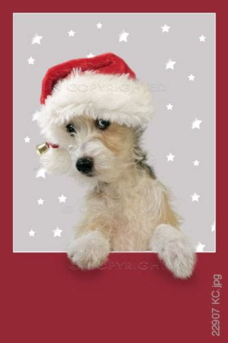 christmas_puppy | Christmas puppy, Christmas animals, Christmas dog