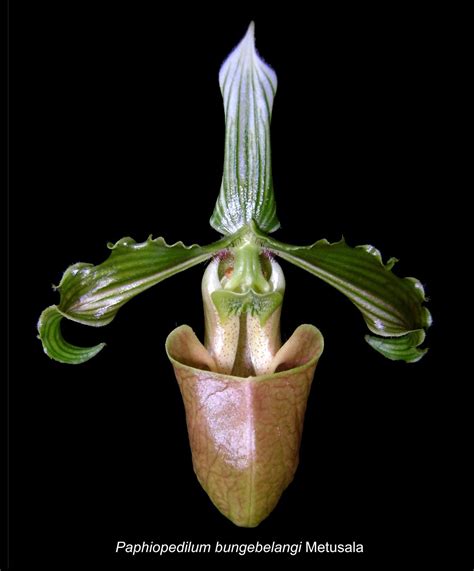 Species New to Science: [Botany • 2017] Paphiopedilum lunatum & P. bungebelangi • Two New ...