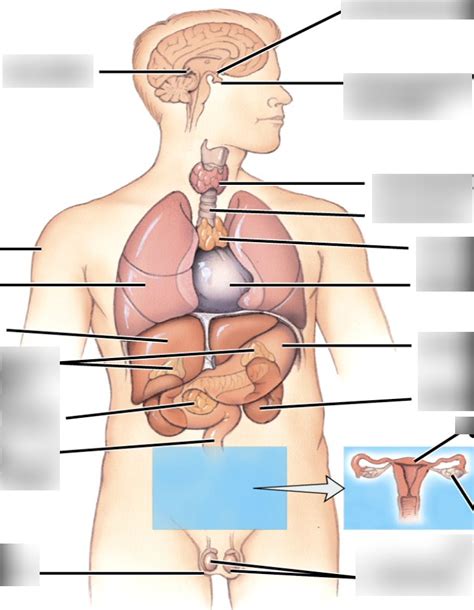 endocrine system label Diagram | Quizlet