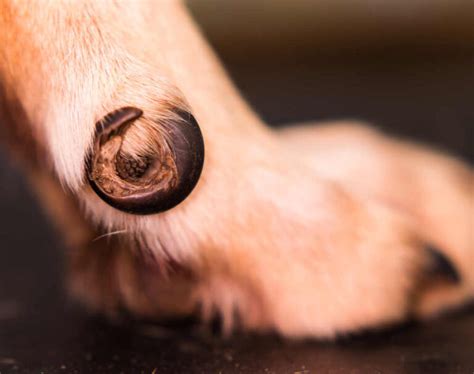 Dog Paw Infections and Issues: Pictures & Vet Advice