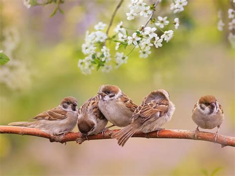 Baby Sparrows: All You Need To Know | Birdfact