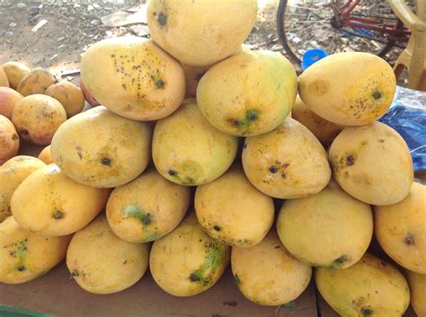 Indian Mango Grower