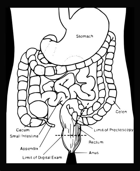 Digestive System Clip Art at Clker.com - vector clip art online, royalty free & public domain