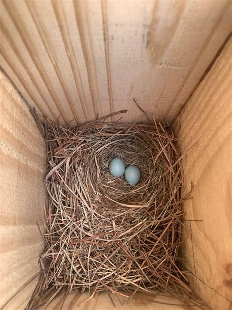 This is a dream... eastern bluebird eggs. This birdhouse is right outside my bedroom window, I ...