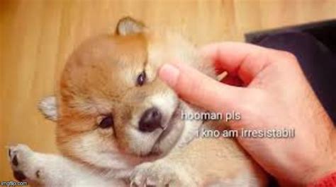 Image tagged in puppy,cute,shiba inu - Imgflip