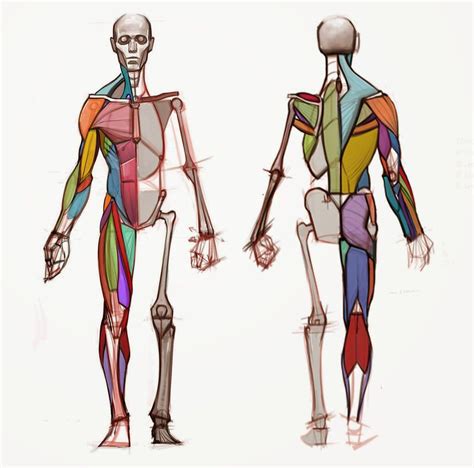 Anatomy Models, Anatomy For Artists, Male Figure Drawing, Life Drawing, Drawing Tips, Draw ...