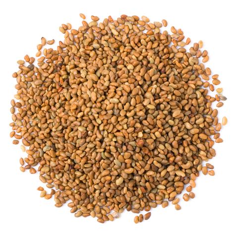 Alfalfa Seeds – Eat Italy Egypt