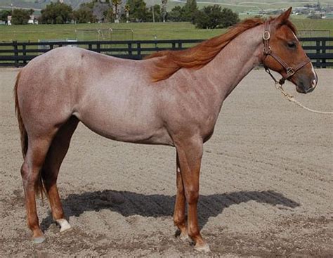 Strawberry Roan Horse | Horses, Horse coloring, Quarter horse