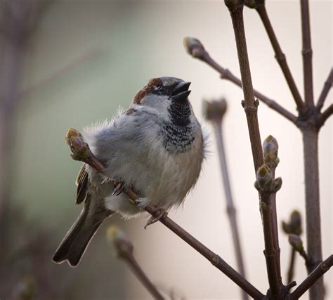 Chirp! Chirp! | House sparrow (Passer domesticus) male chirp… | Flickr