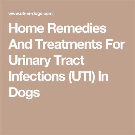 Home Remedies And Treatments For Urinary Tract Infections (UTI) In Dogs ...