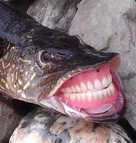 This fish with human teeth : r/oddlyterrifying