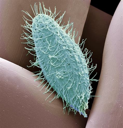 Ciliate protozoan, SEM Photograph by Science Photo Library | Pixels