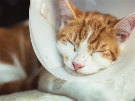 How to Care for a Cat After Spaying or Neutering