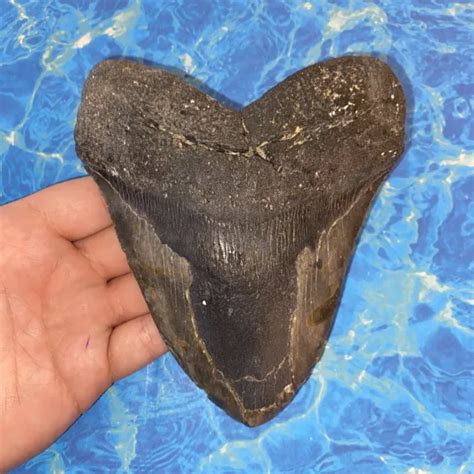 MEGALODON SHARK TOOTH 5.76” Huge Teeth Big Meg Scuba Diver Direct Fossil Nc 6138 $299.99 - PicClick