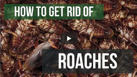 Roach Extermination Process (With images) | Cockroaches, Natural pest control, Pest control