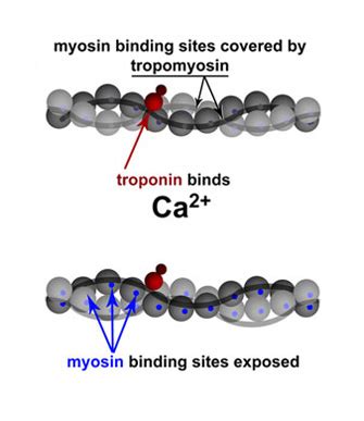 Troponin and tropomyosin regulate contraction via calcium binding ...