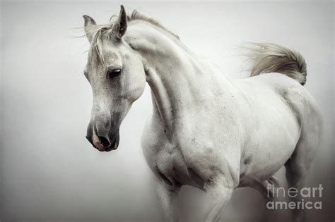 Beautiful White Horse on The White Background Photograph by Dimitar Hristov - Fine Art America