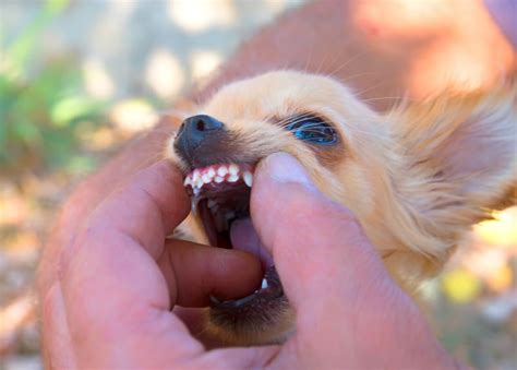 Dog Teeth Extraction