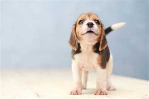 Bringing Home a New Puppy: Our Top 5 Survival Tips - Peach on a Leash