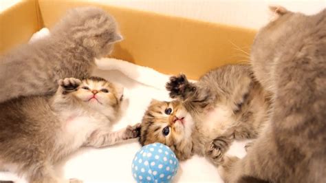 The fight between the kittens is getting a little more intense - YouTube