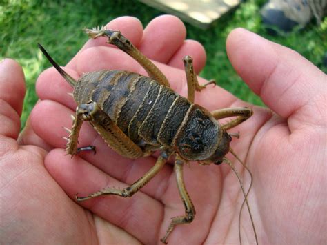 Weird Insects Of The World