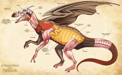 Dragon Anatomy- A Natural History of the Fantastic by Christopher-Stoll on DeviantArt