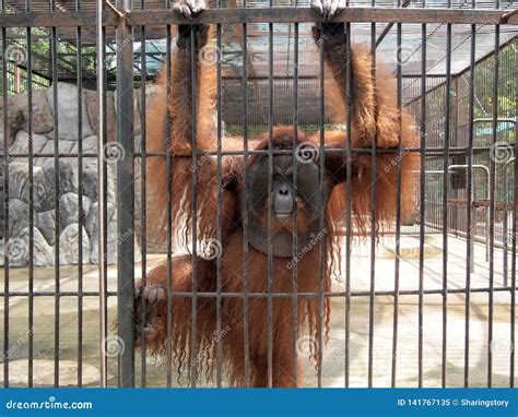 Monkey in a cage stock image. Image of captured, depression - 141767135