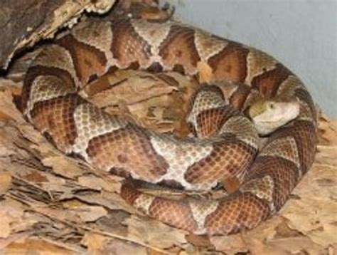 Copperhead Snake in Louisiana - HubPages