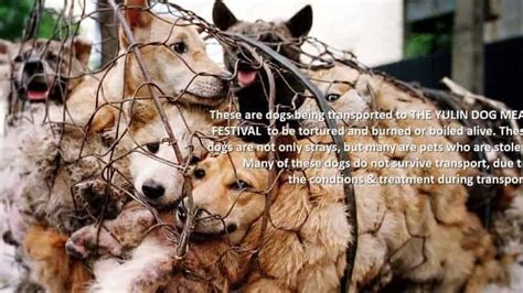 End The Dog Meat Trade-GRAPHIC | alternaRAW