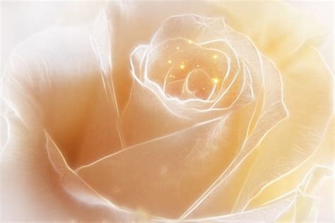 Golden Rose Free Stock Photo - Public Domain Pictures