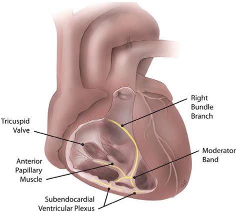 Anatomy of the moderator band artery, crossing from the septum to the... | Download Scientific ...